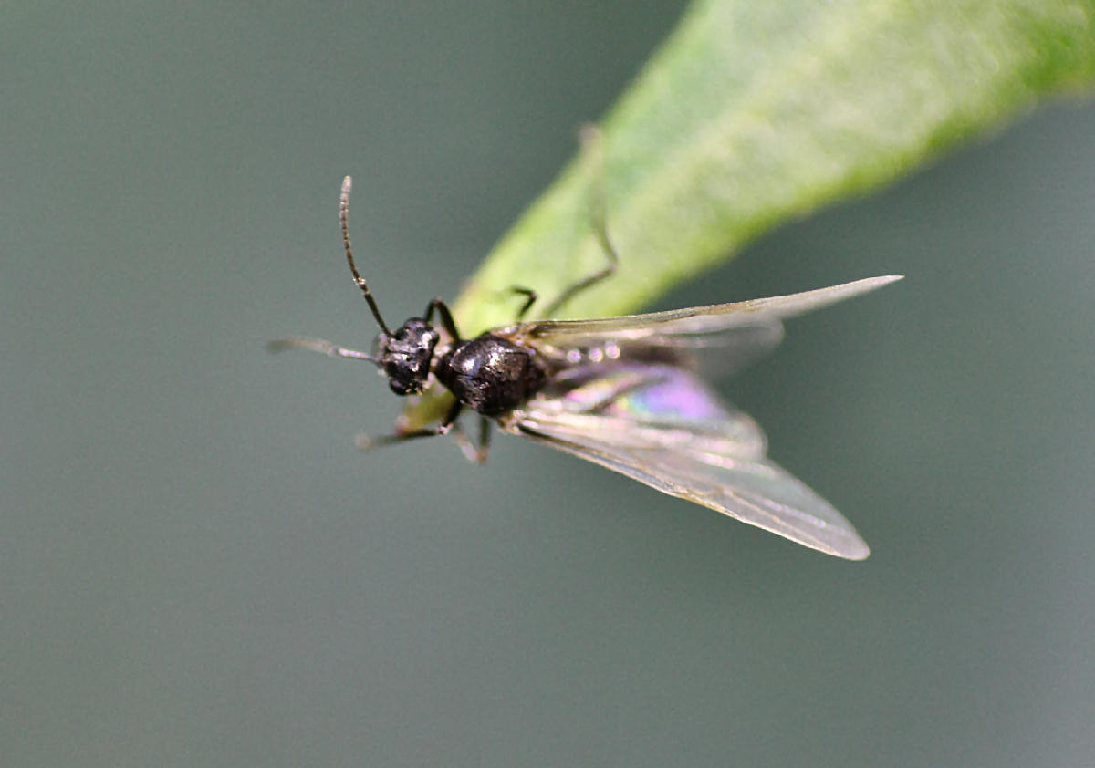 moscerino da identificare